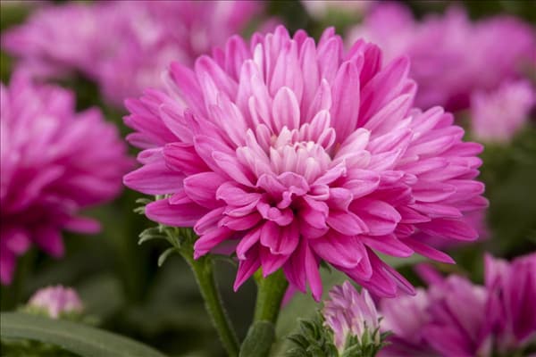 Aster novi-belgii
