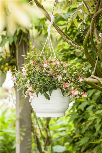 Fuchsia Hybride, hängend
