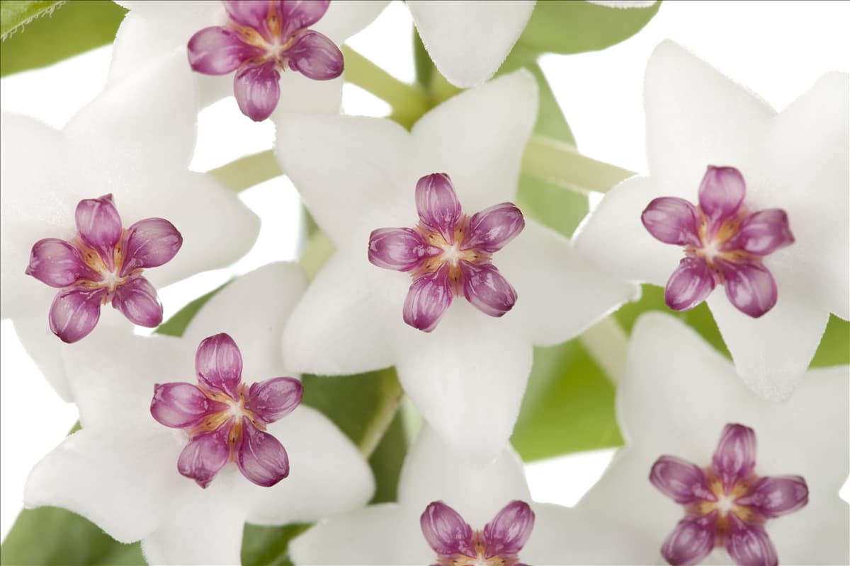 Hoya bella