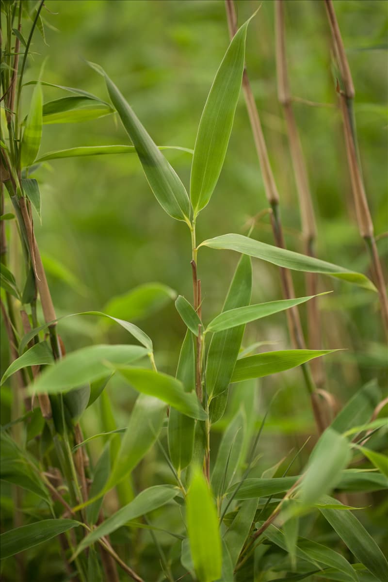 Fargesia murielae 'Super Jumbo'(s)