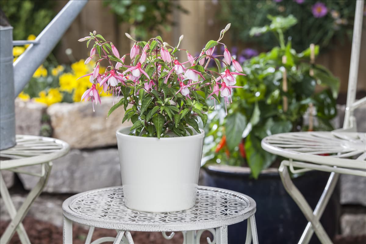 Fuchsia Hybride
