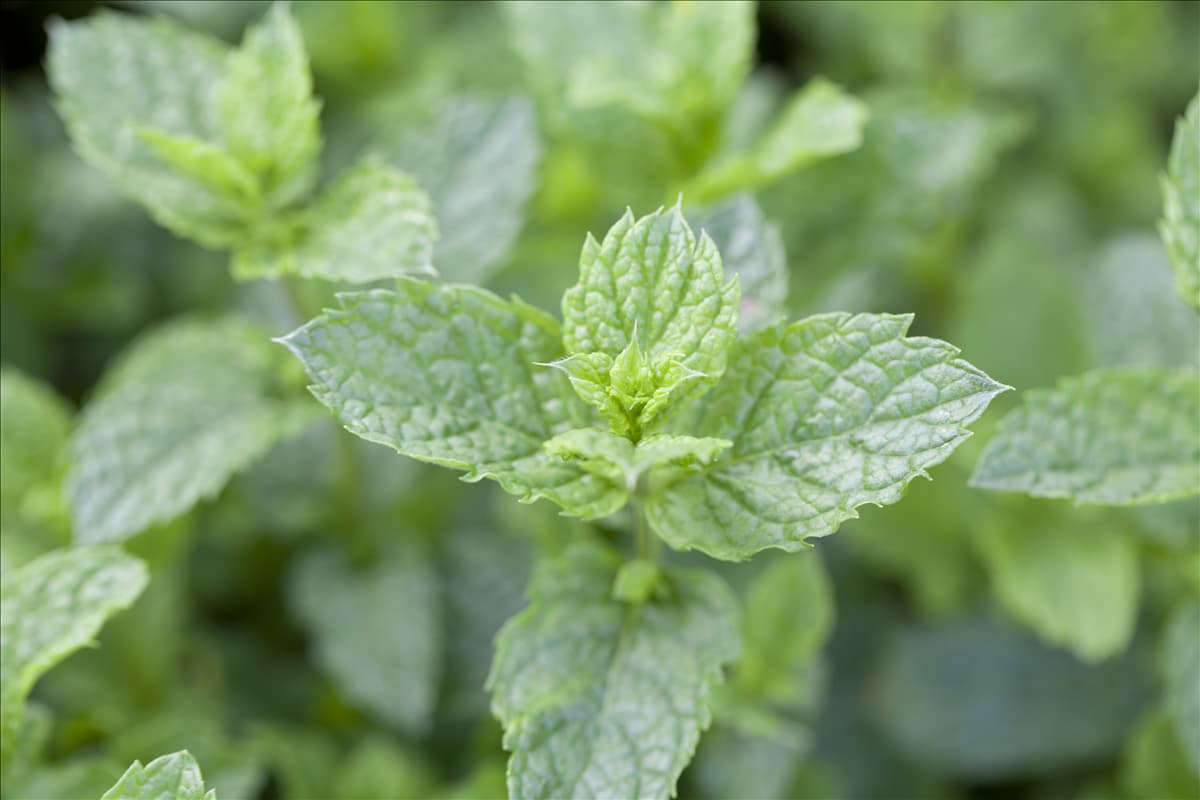 Mentha spicata 'Maroccan'