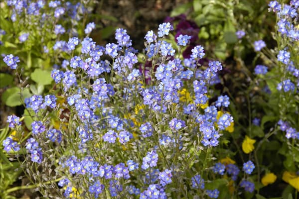 Myosotis sylvatica 'Compindi'®
