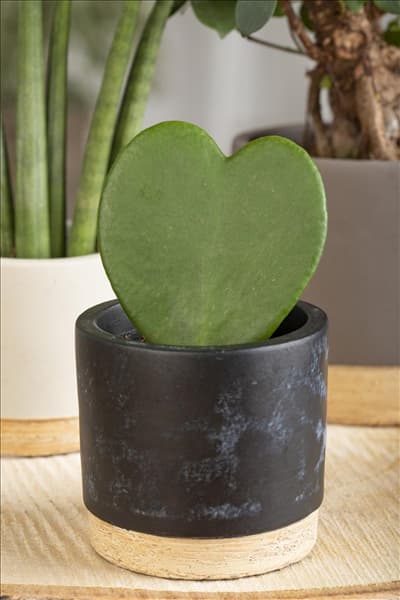 Hoya kerrii