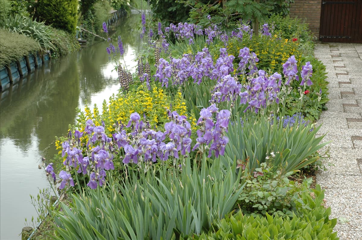 Iris x germanica, violett