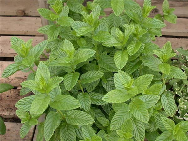 Mentha spicata 'Spearmint'