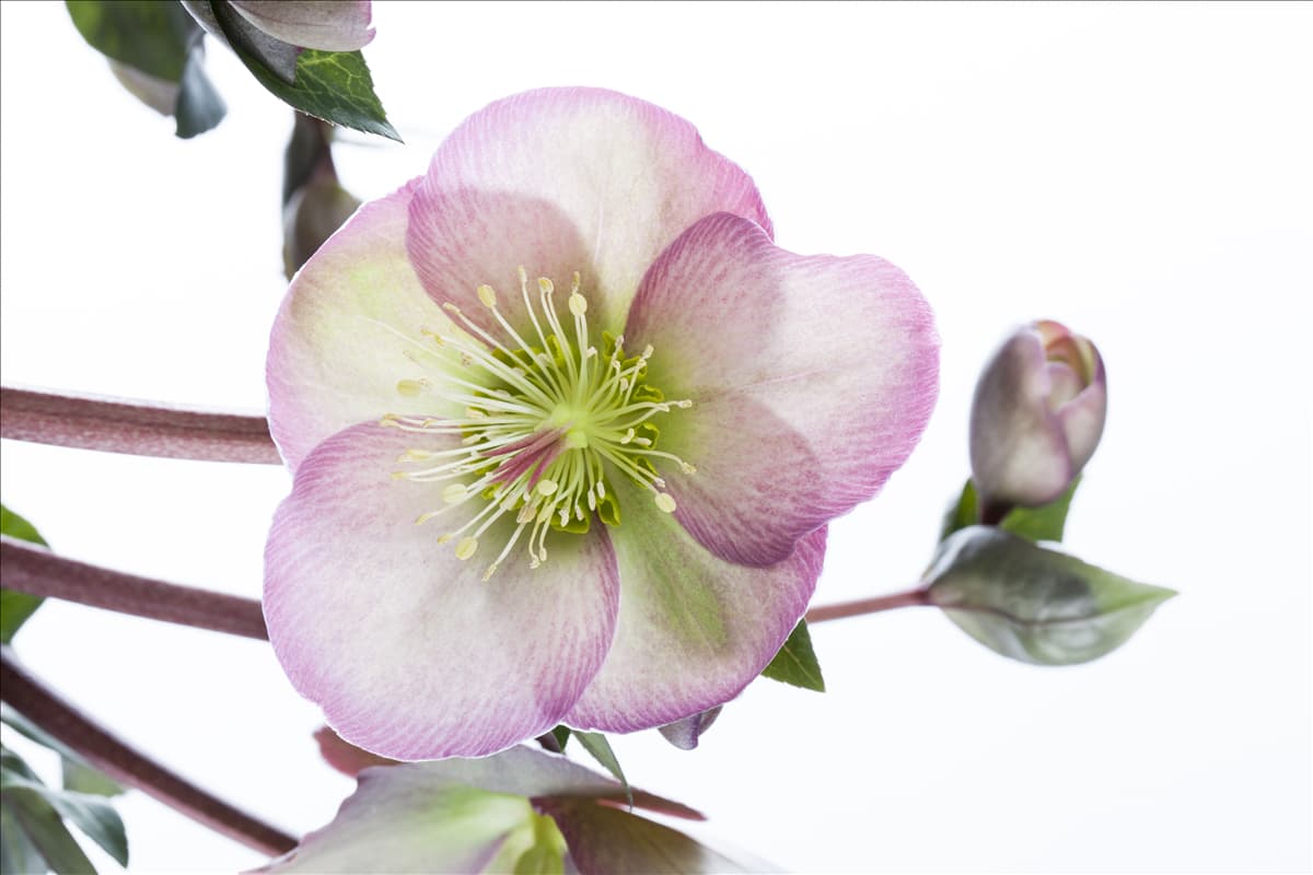 Helleborus x ericsmithii 'Pennys Pink'