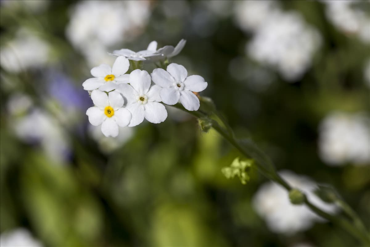 Myosotis sylvatica 'Snowsylva'