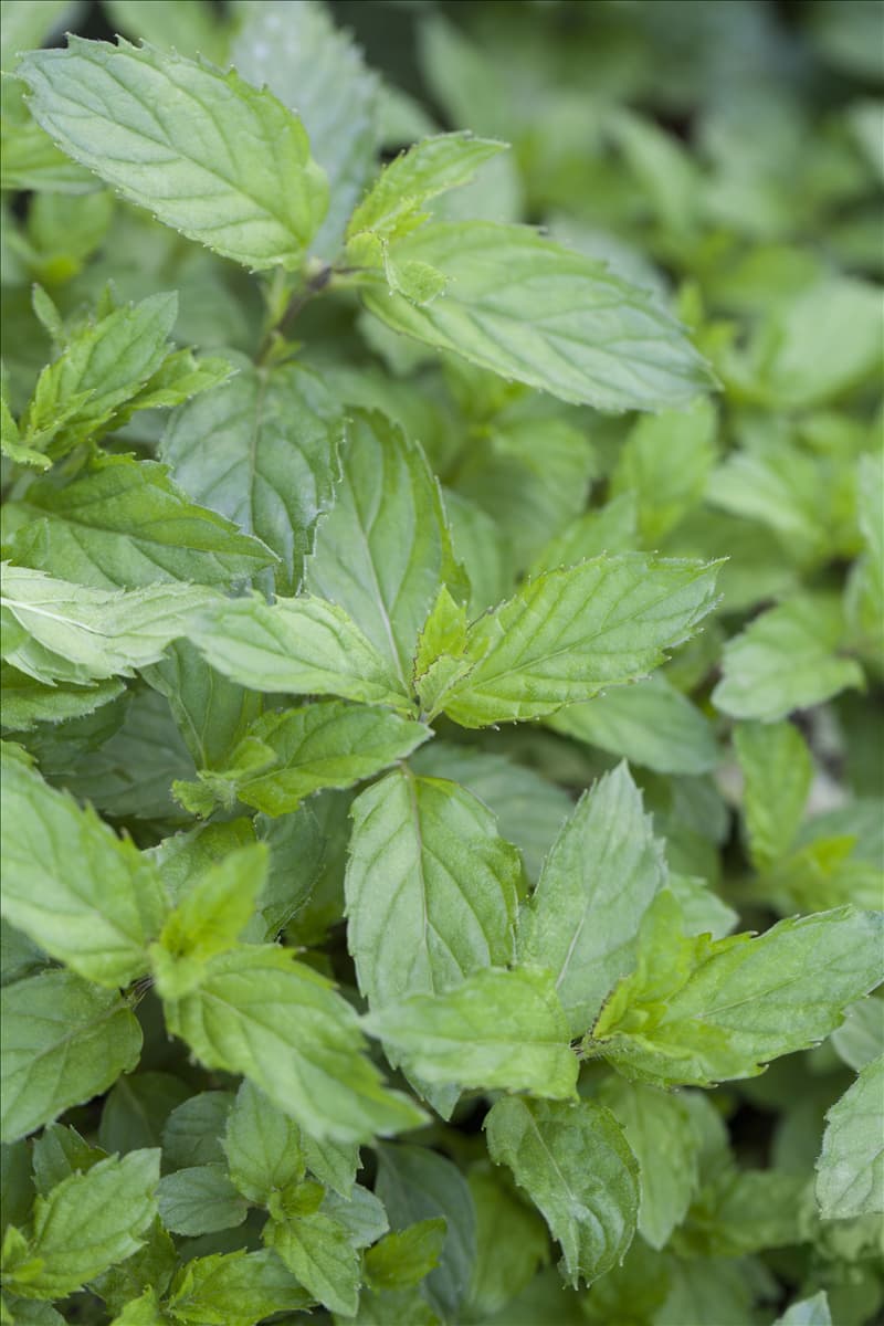 Mentha spicata 'Swiss'