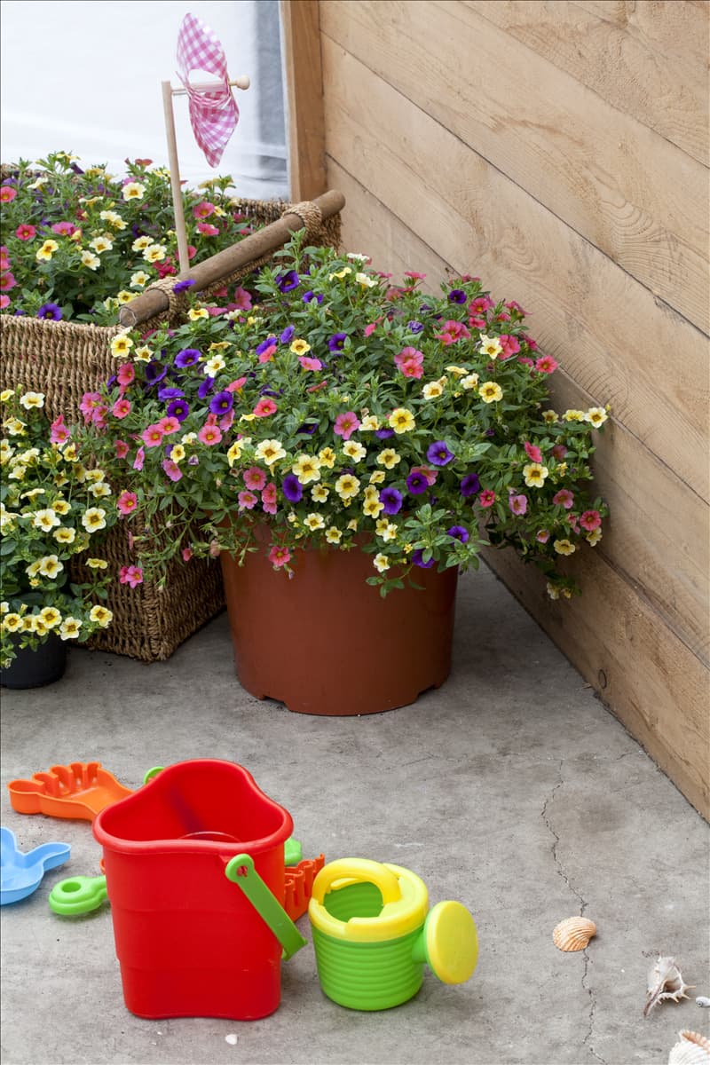 Calibrachoa Calimero®