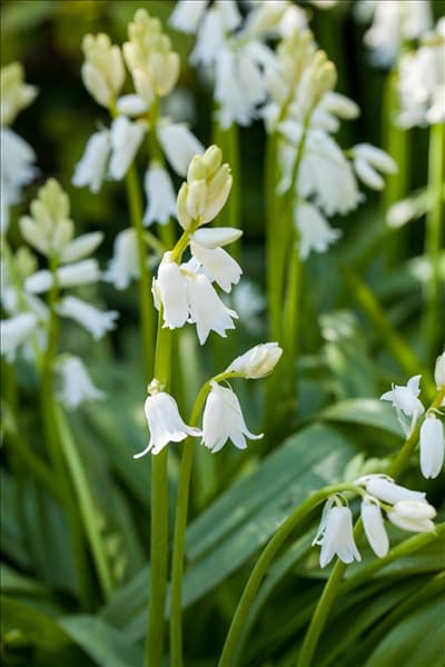 Hyacinthoides hispanica, weiß