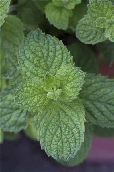 Mentha suaveolens 'Apple Mint'