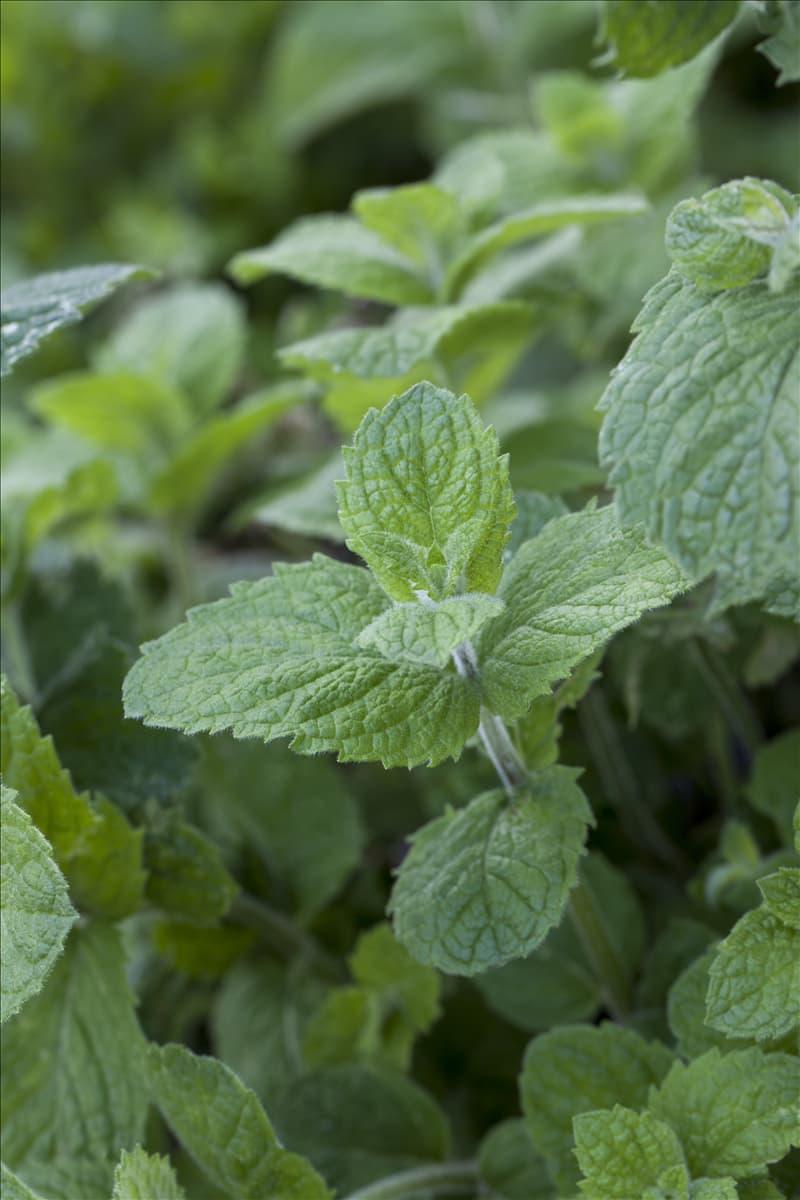 Mentha suaveolens 'Apple Mint'