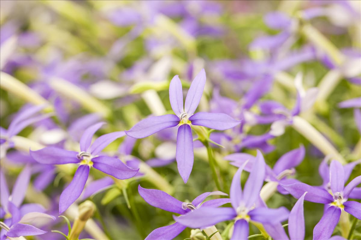Isotoma axillaris pac® 'Stella Blue'