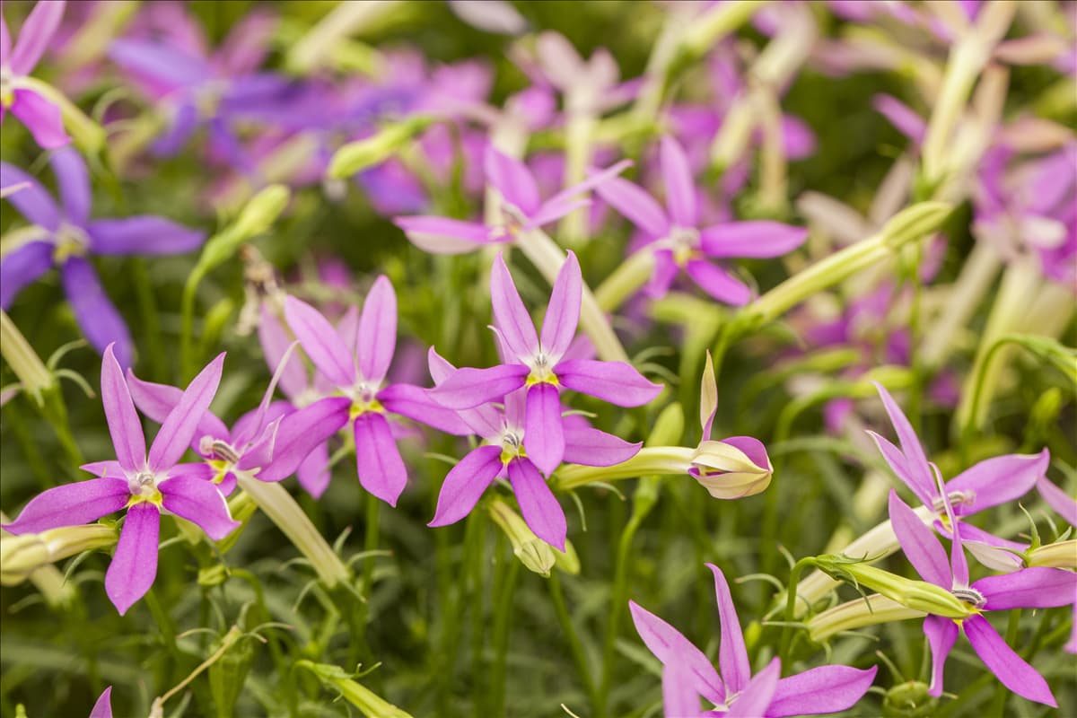 Isotoma axillaris pac® 'Stella Pink'