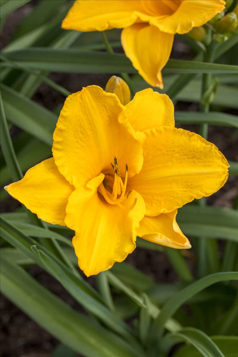 Hemerocallis 'Chopin'