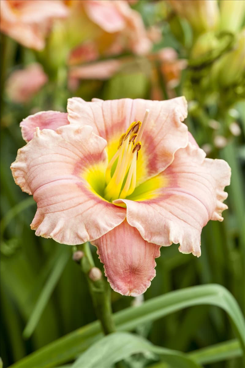 Hemerocallis 'Elegant Candy'