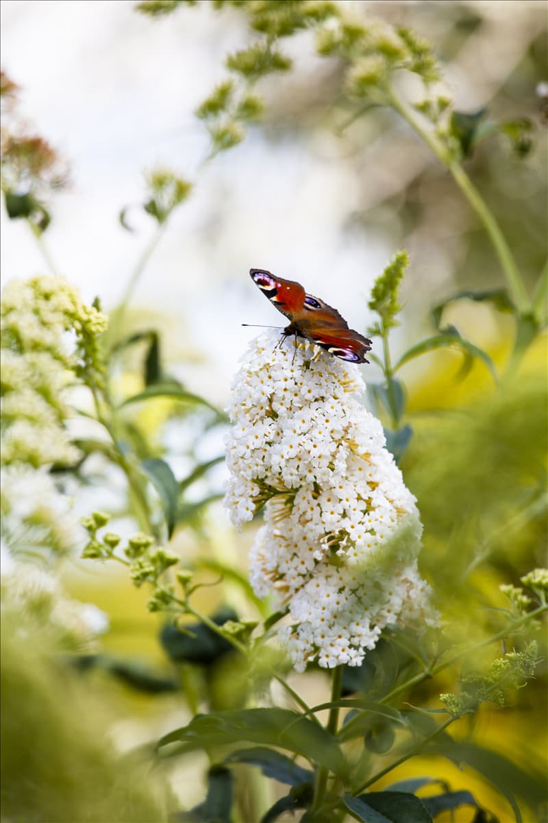 Buddleja davidii 'Peace'