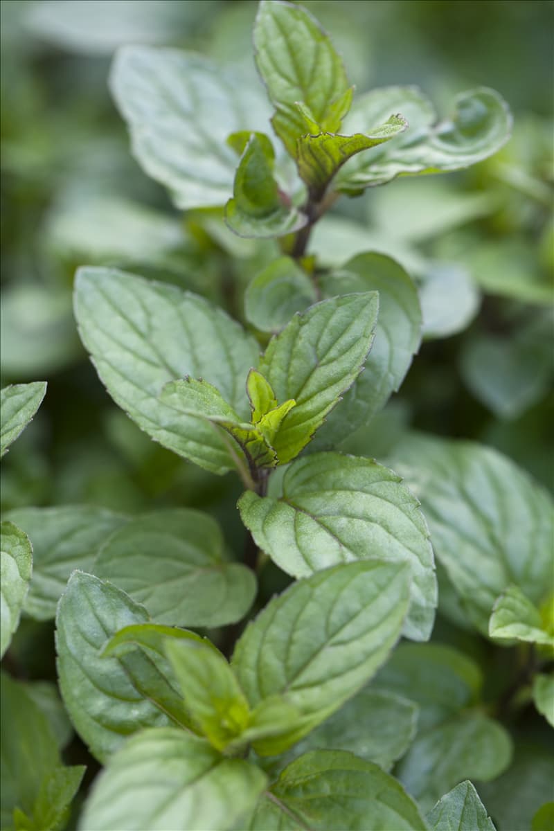 Mentha x piperita 'Chocolate'