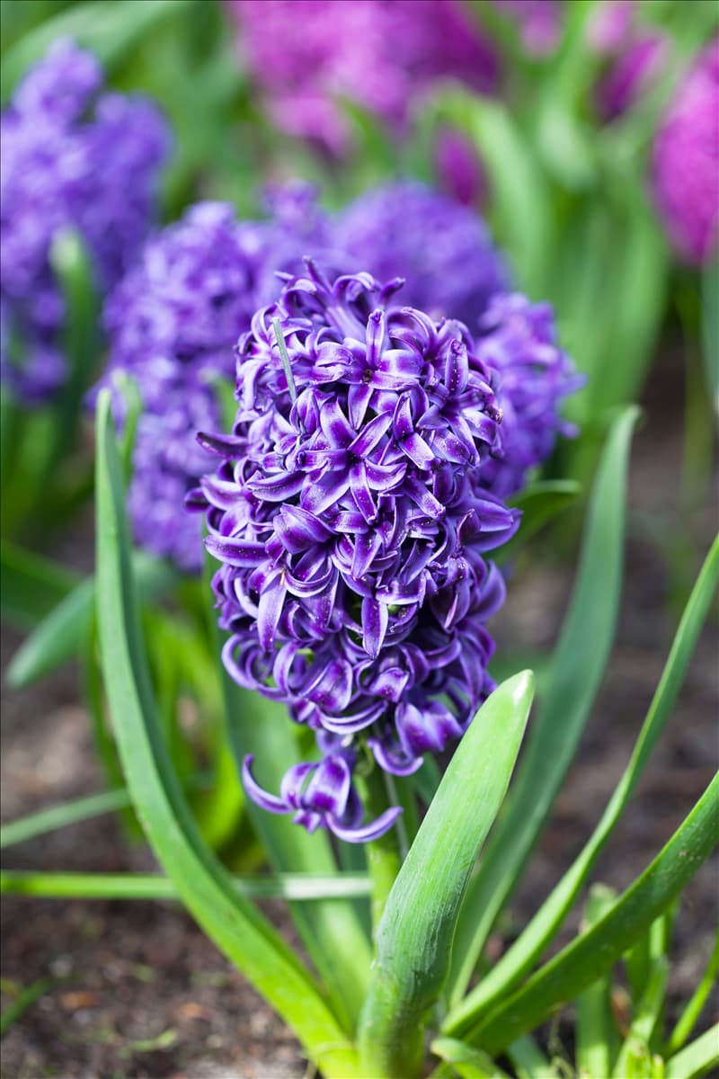 Hyacinthus orientalis 'Blue Pearl'