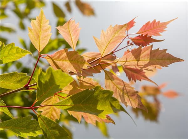 Acer