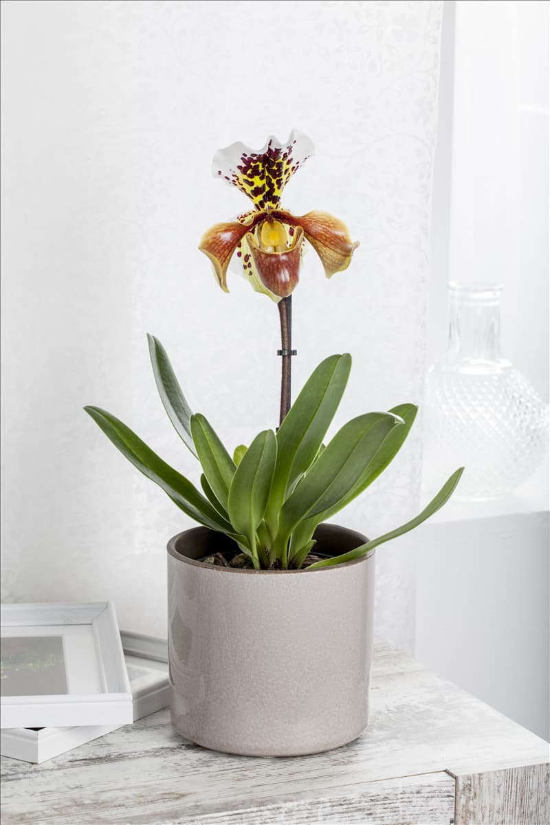 Paphiopedilum