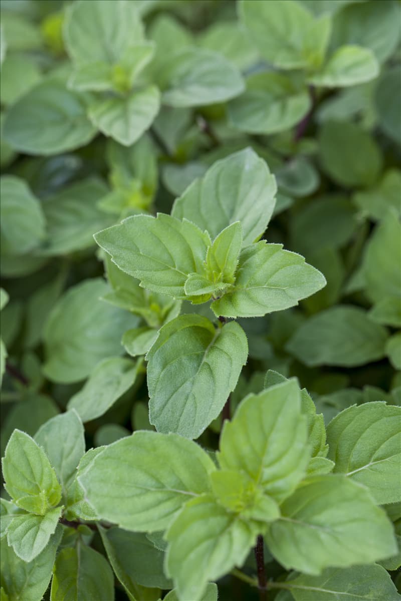 Mentha x piperita 'Lemon'