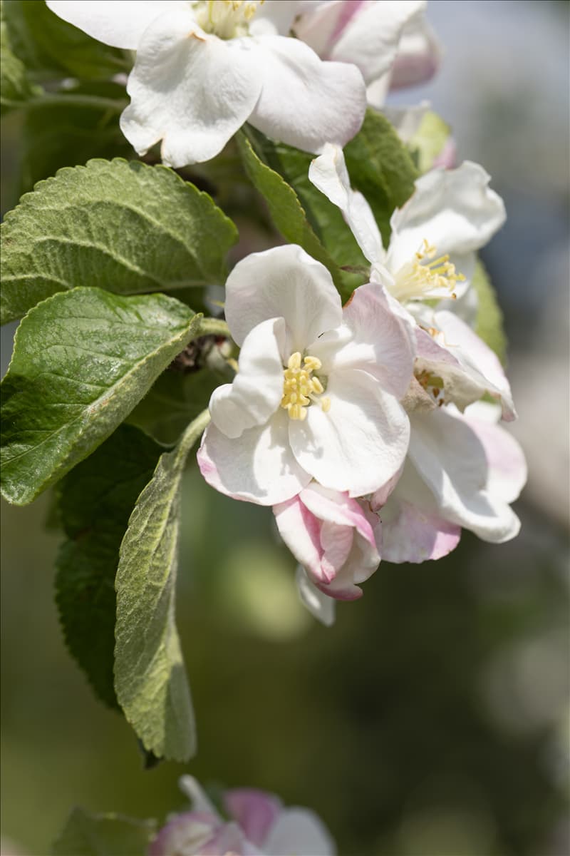 Malus domestica 'Jakob Lebel'