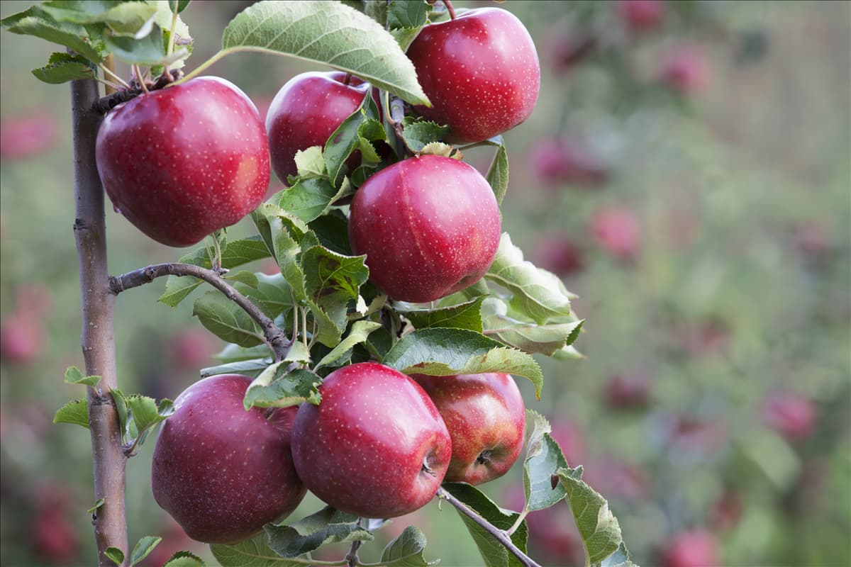Malus domestica 'Jonagold'