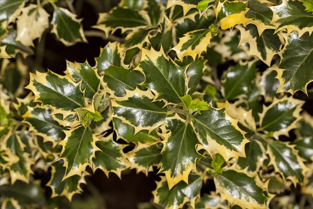 Ilex aquifolium