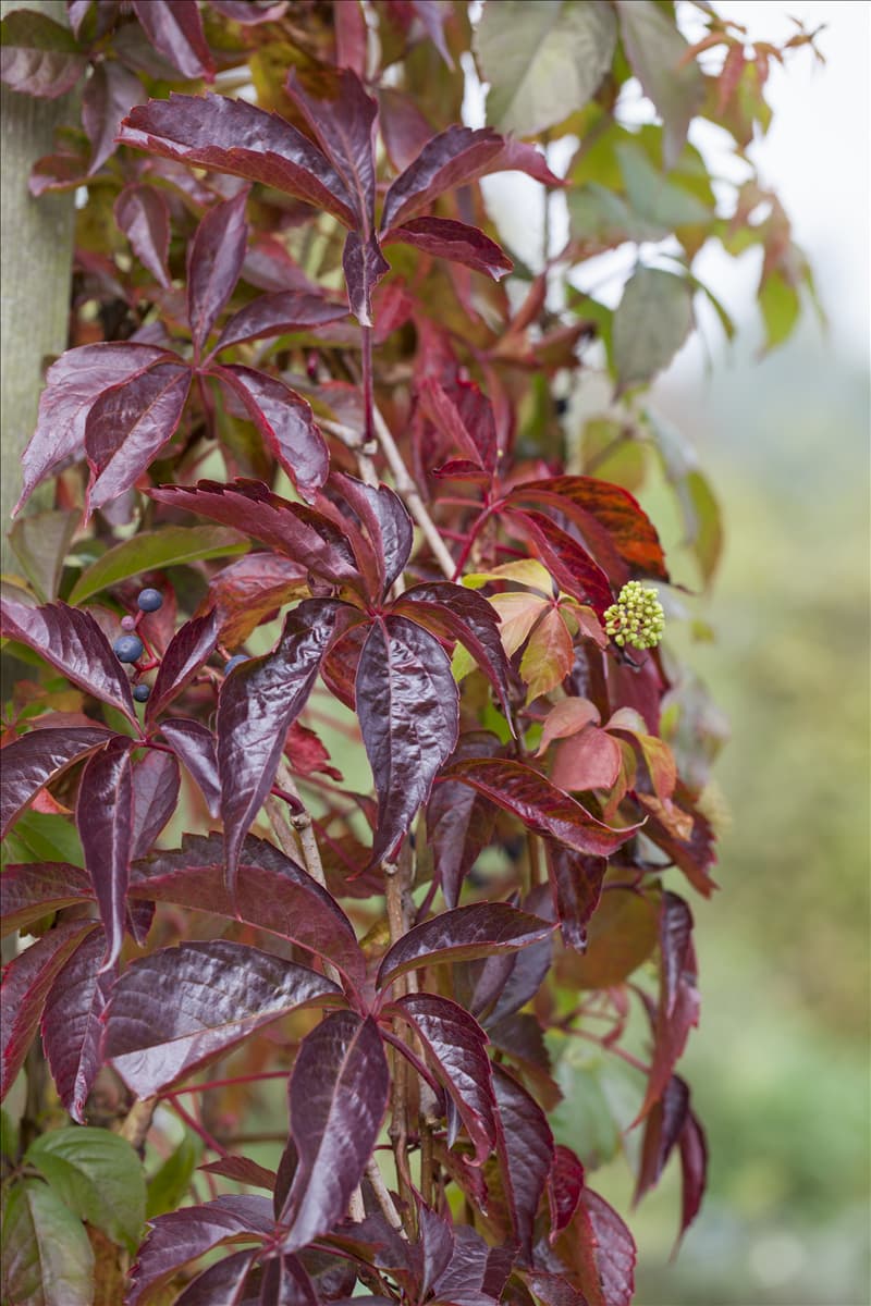 Parthenocissus quinquefolia