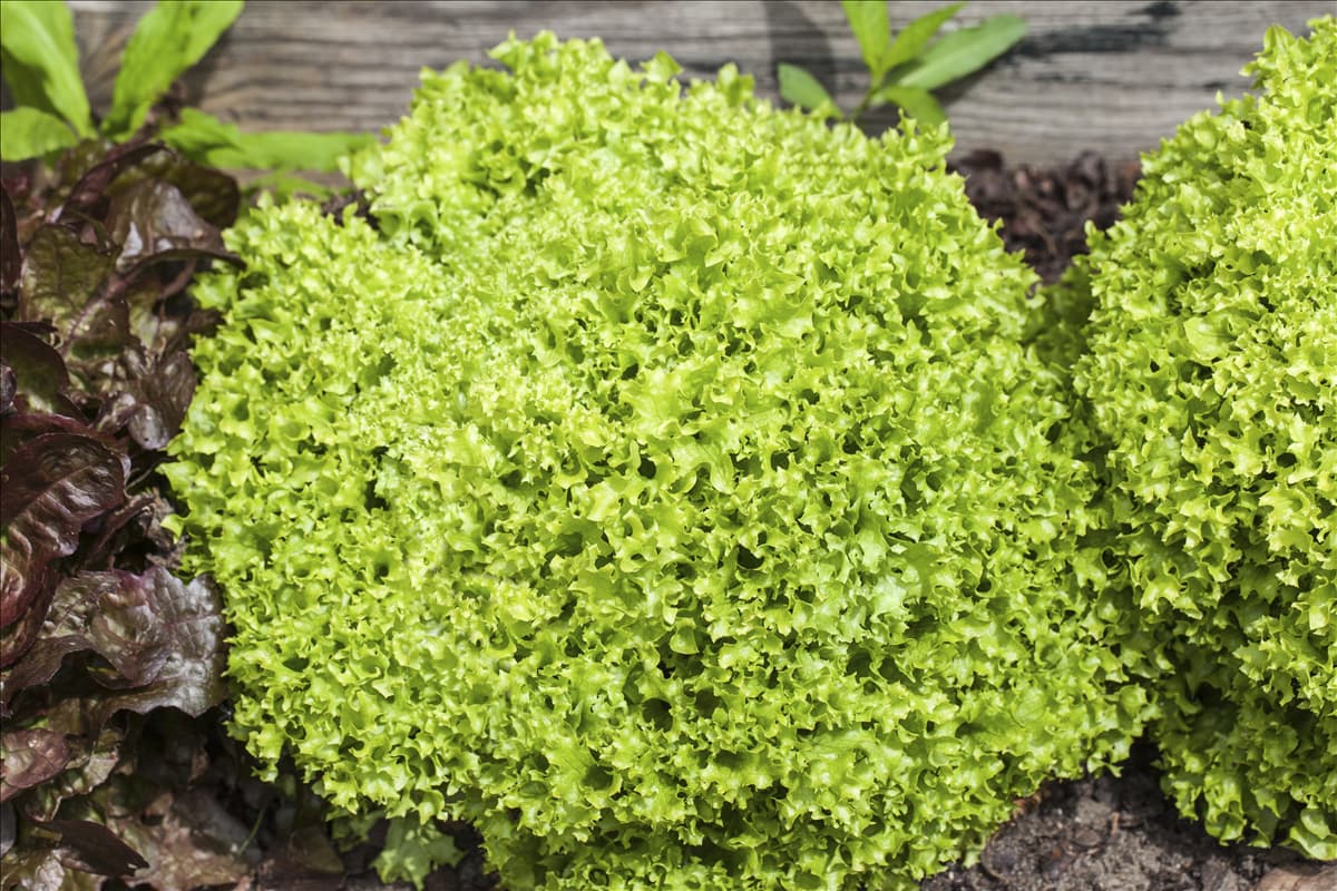 Lactuca sativa var. crispa