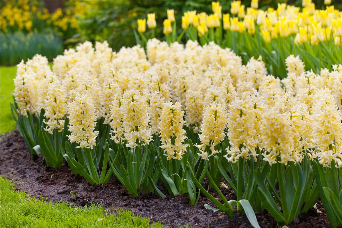Hyacinthus orientalis 'Yellow Queen'