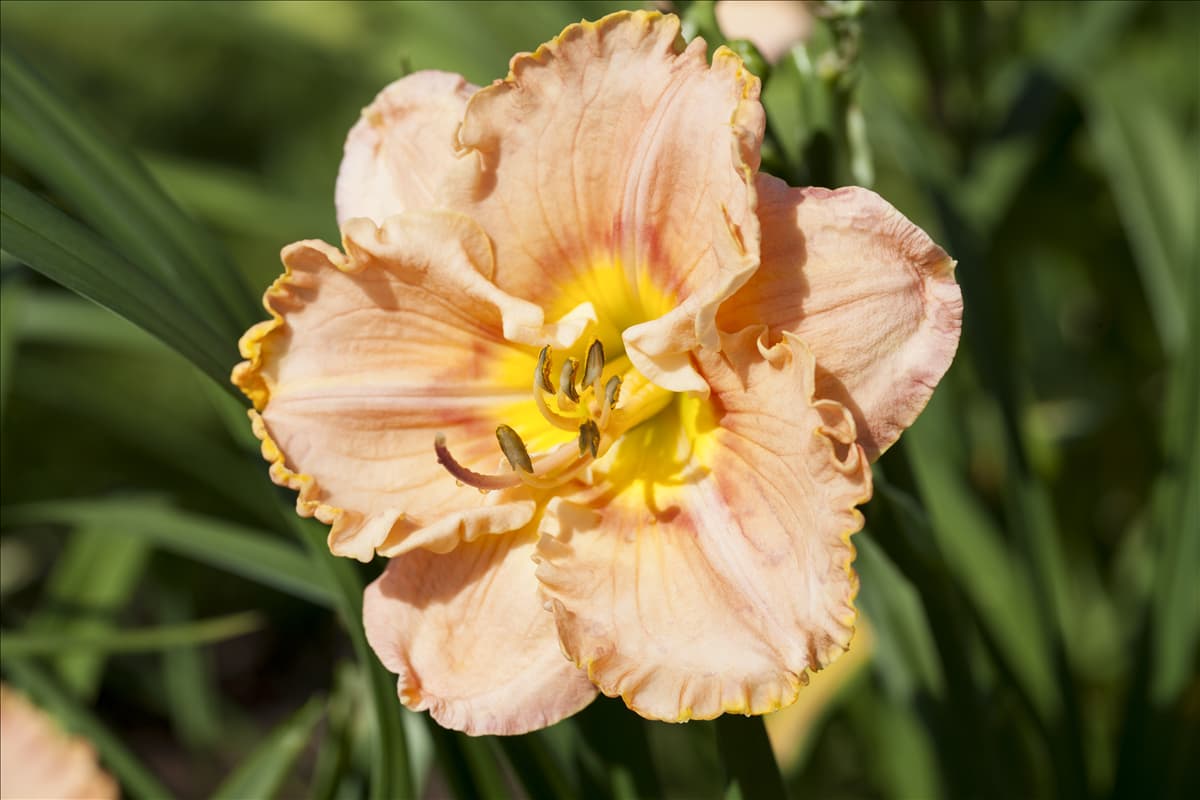 Hemerocallis, orange