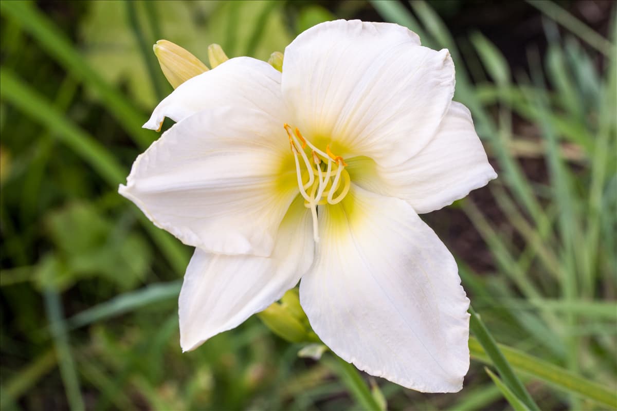 Hemerocallis, weiß