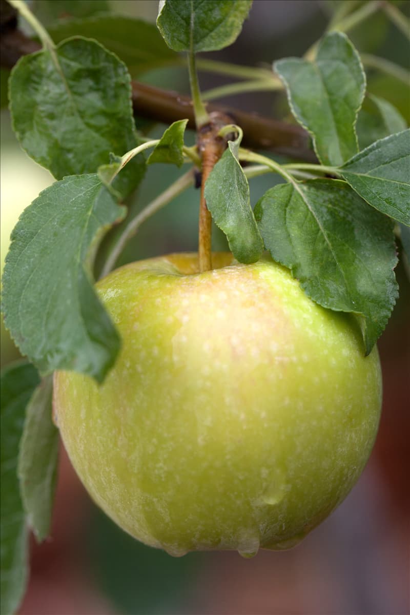 Malus domestica 'Pinova'(s)
