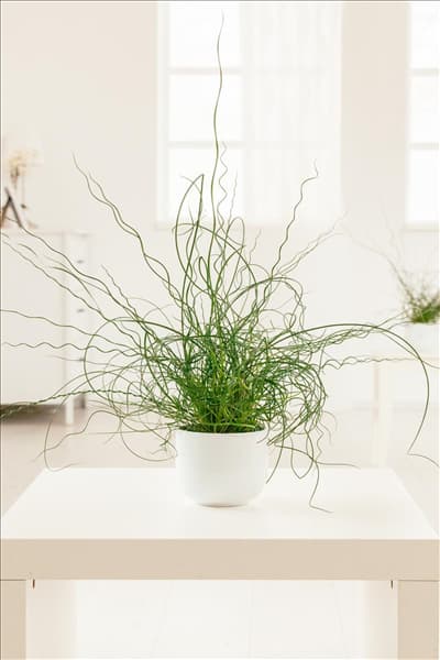 Juncus effusus 'Spiralis'