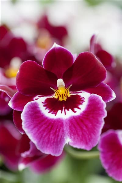 Miltoniopsis
