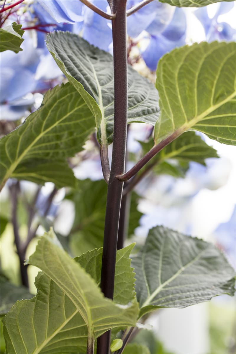 Hydrangea macrophylla 'Black Steel® Zorro'