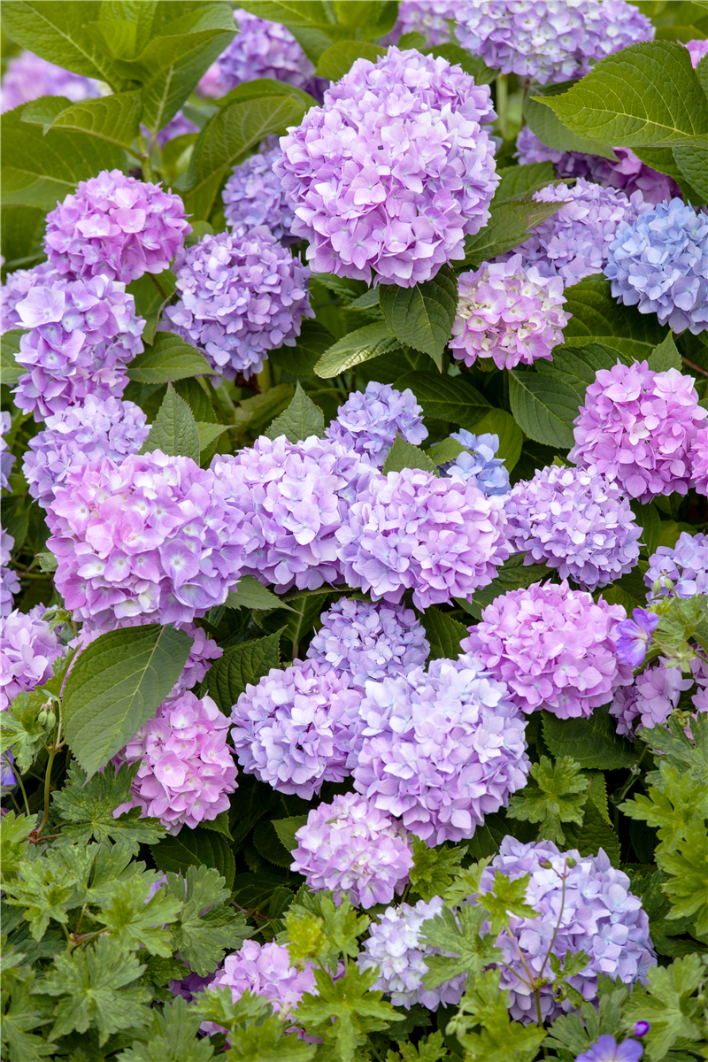 Hydrangea 'Endless Summer'®