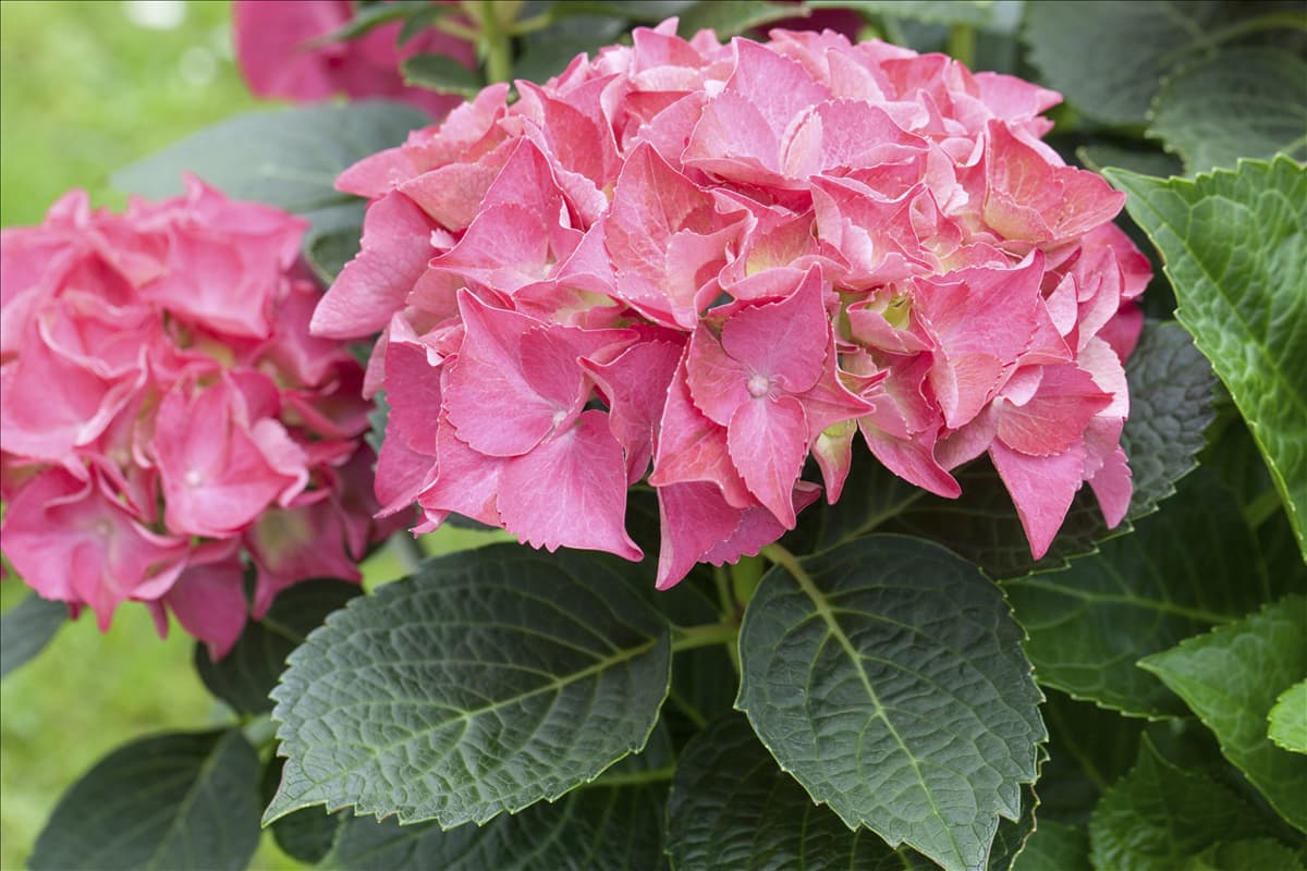 Hydrangea 'Everbloom'