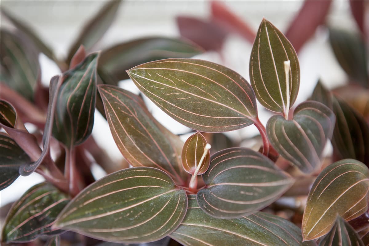 Ludisia discolor