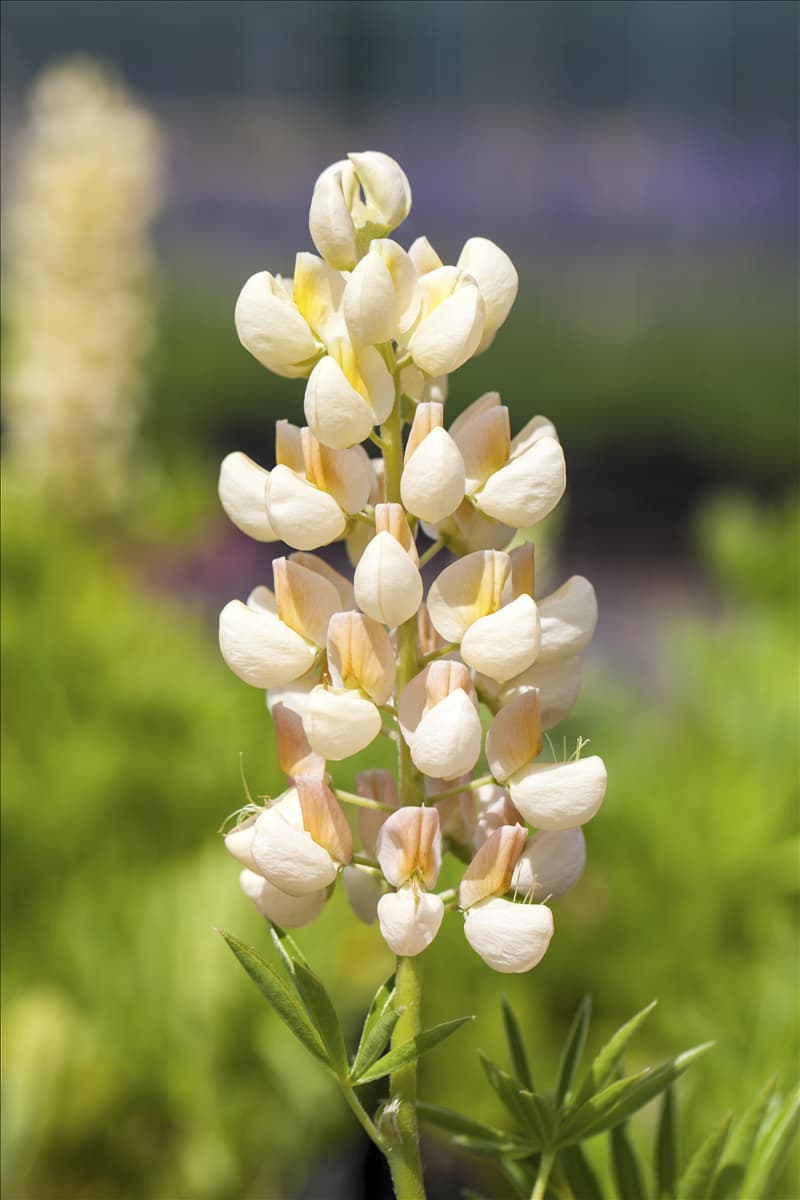 Lupinus polyphyllus 'Kronleuchter'