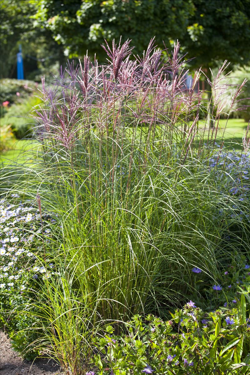 Miscanthus sinensis