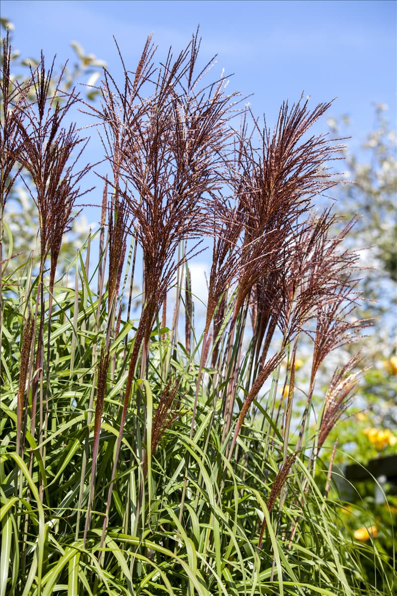 Miscanthus sinensis