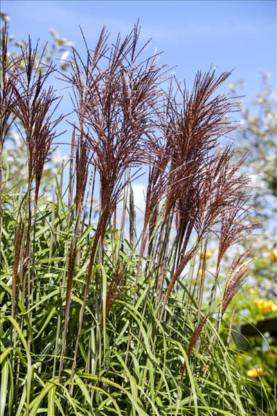 Miscanthus sinensis 'Ghana'