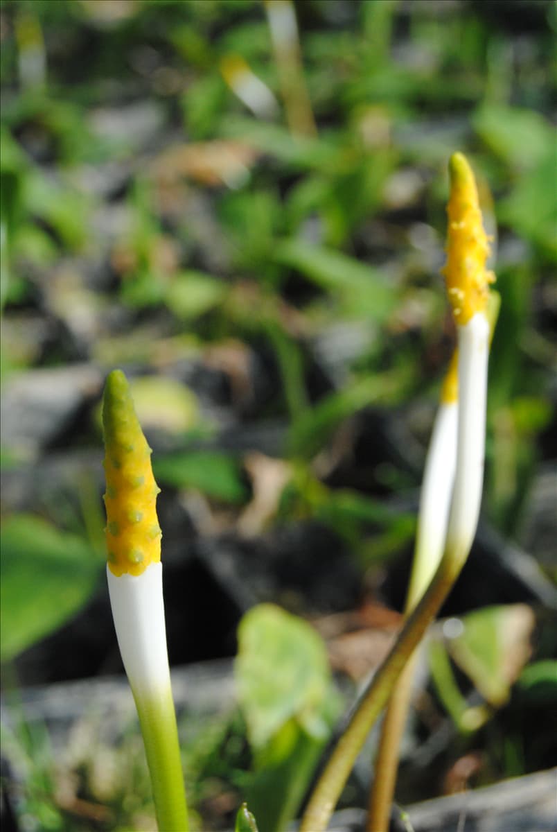 Orontium fistulosa