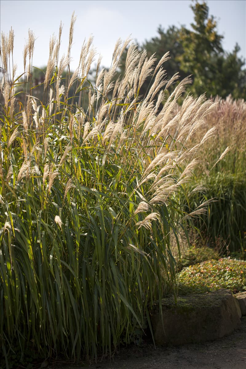 Miscanthus sinensis 'Silberturm'