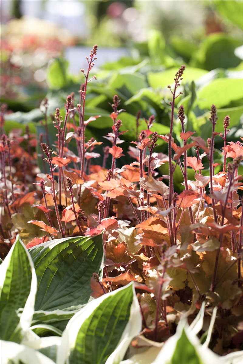Heuchera 'Marmalade'(s)