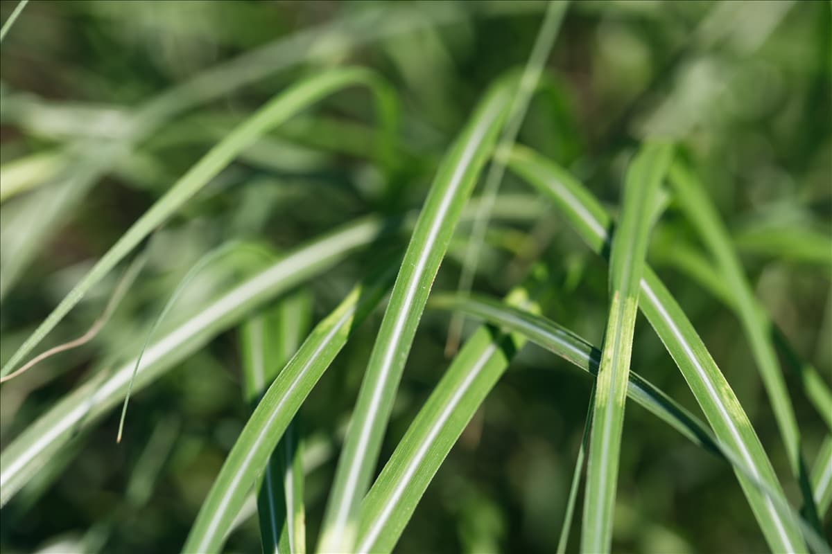Miscanthus sinensis